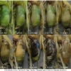 pol icarus pupa14 volg1